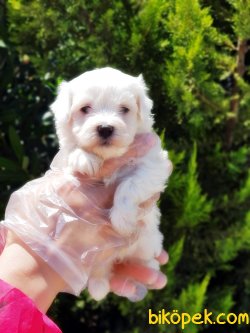 MALTESE TERRİER YAVRULAR 5