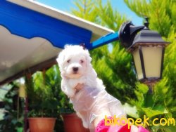 MALTESE TERRİER YAVRULAR 2