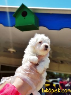 MALTESE TERRİER YAVRULAR 3
