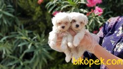 MALTESE TERRİER YAVRULAR 5