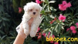 MALTESE TERRİER YAVRULAR 2