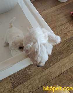 MALTESE TERRİER YAVRULAR 2