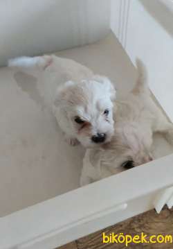MALTESE TERRİER YAVRULAR 5