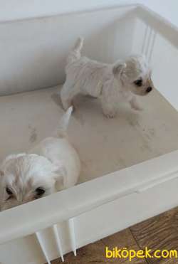 MALTESE TERRİER YAVRULAR 3