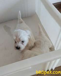MALTESE TERRİER YAVRULAR 2