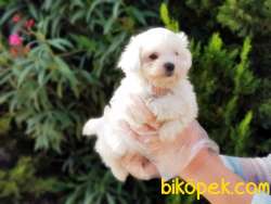 MALTESE TERRİER YAVRULAR 2
