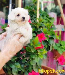MALTESE TERRİER YAVRULAR 1