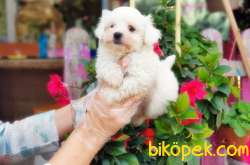 MALTESE TERRİER YAVRULAR 4
