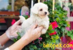 MALTESE TERRİER YAVRULAR 5