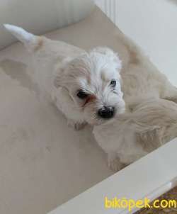 MALTESE TERRİER YAVRULAR 4