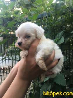 Maltese Terrier Yavrular 2