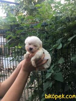 Maltese Terrier Yavrular 5