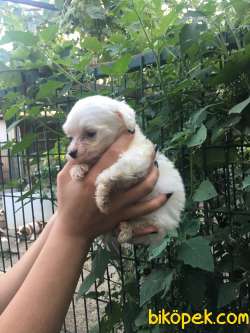 Maltese Terrier Yavrular 4