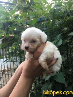 Maltese Terrier Yavrular 3