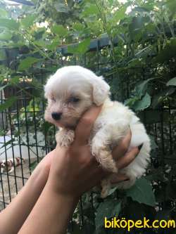 Maltese Terrier Yavrular 1