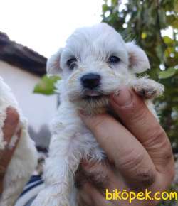 Maltese Terrier Yavrular 3