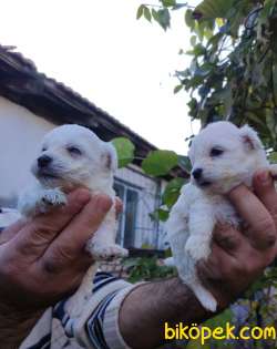 Maltese Terrier Yavrular 1