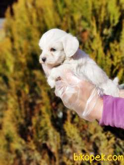 MALTESE TERRİER YAVRULAR 4