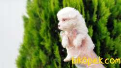 MALTESE TERRİER YAVRULAR 2