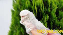 MALTESE TERRİER YAVRULAR 3
