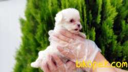 MALTESE TERRİER YAVRULAR 5