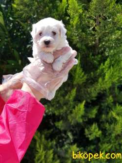 MALTESE TERRİER YAVRULAR 2