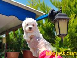 MALTESE TERRİER YAVRULAR 1