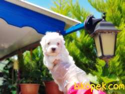 MALTESE TERRİER YAVRULAR 4