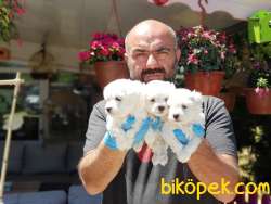 MALTESE TERRİER YAVRULAR 3