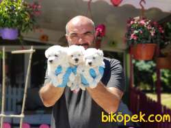 MALTESE TERRİER YAVRULAR 2