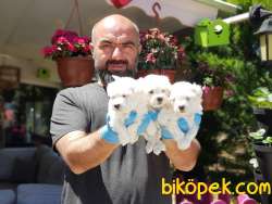MALTESE TERRİER YAVRULAR 4