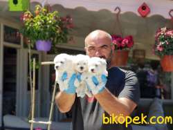 MALTESE TERRİER YAVRULAR 5