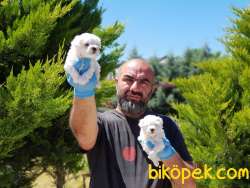 MALTESE TERRİER YAVRULAR 5