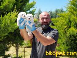 MALTESE TERRİER YAVRULAR 1