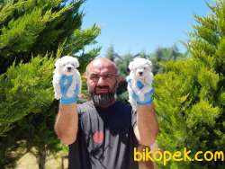 MALTESE TERRİER YAVRULAR 2