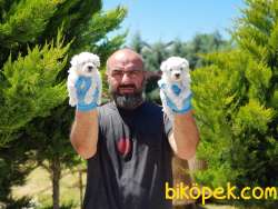 MALTESE TERRİER YAVRULAR 4