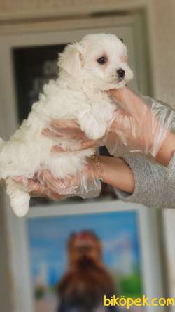 MALTESE TERRİER YAVRULAR 2