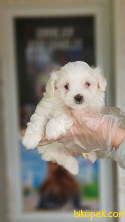 MALTESE TERRİER YAVRULAR 4