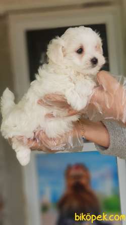 MALTESE TERRİER YAVRULAR 1