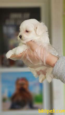 MALTESE TERRİER YAVRULAR 3