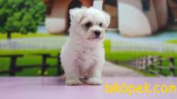 MALTESE TERRİER YAVRULAR 5