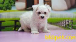 MALTESE TERRİER YAVRULAR 1