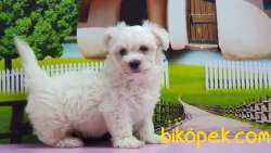 MALTESE TERRİER YAVRULAR 3