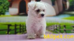 MALTESE TERRİER YAVRULAR 4