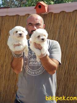 MALTESE TERRİER YAVRULAR 2