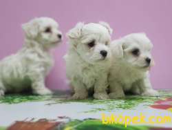 MALTESE TERRİER YAVRULAR 5