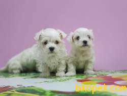 MALTESE TERRİER YAVRULAR 4