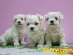 MALTESE TERRİER YAVRULAR 1