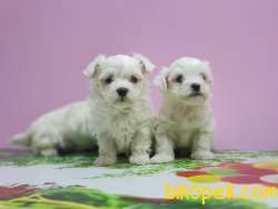 MALTESE TERRİER YAVRULAR 2