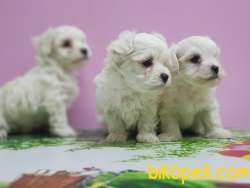 MALTESE TERRİER YAVRULAR 3